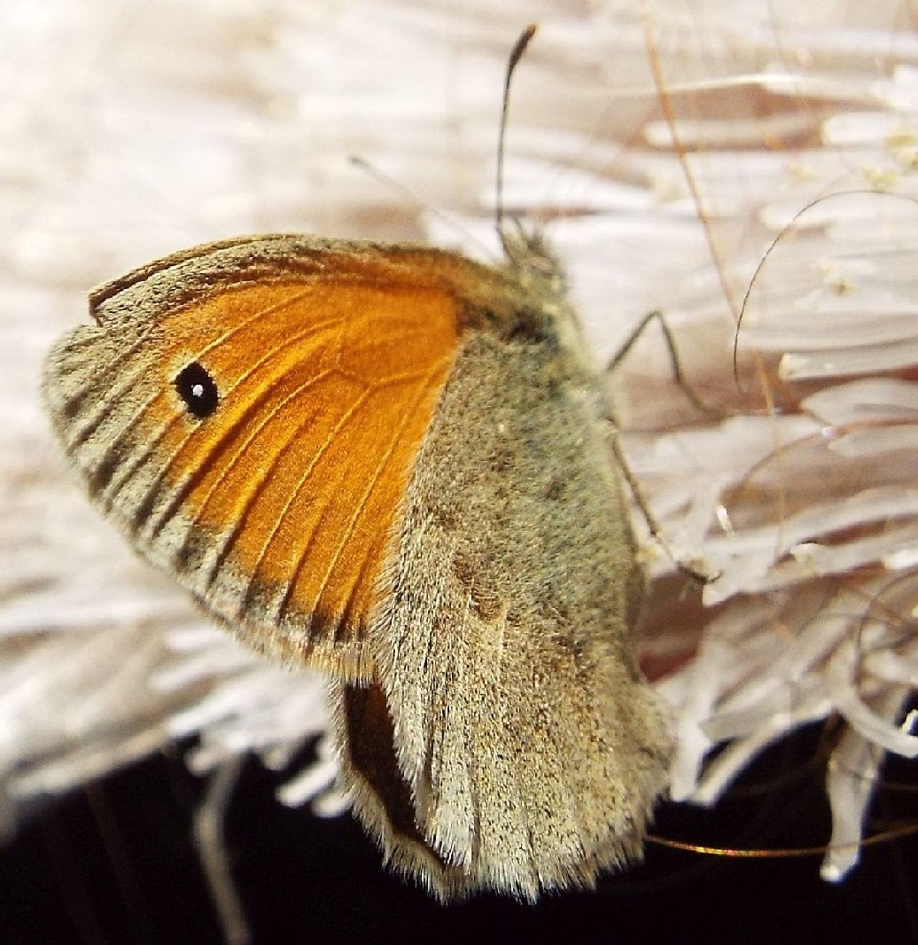 Farfalla da identificare - Coenonympha pamphilus